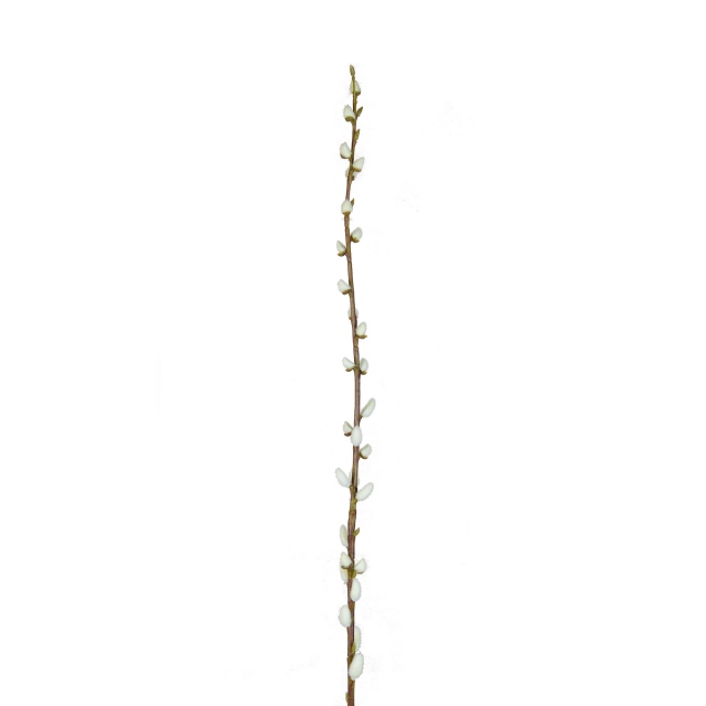 Stem - Pussy Willow