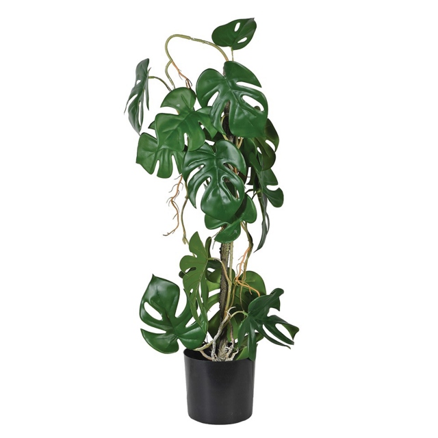 Potted Plant - Monstera