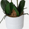 White in Ceramic Pot - Orchid 2 Stem Arrangement