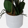 White in Ceramic Pot - Orchid 3 Stem Arrangement
