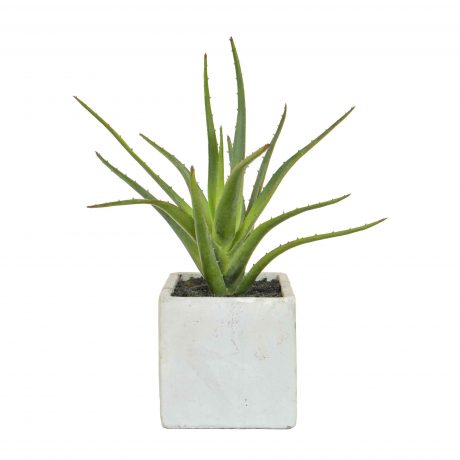 Aloe plant in cement pot