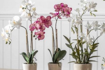 Pink and white orchids in ceramic pots on a wooden sideboard