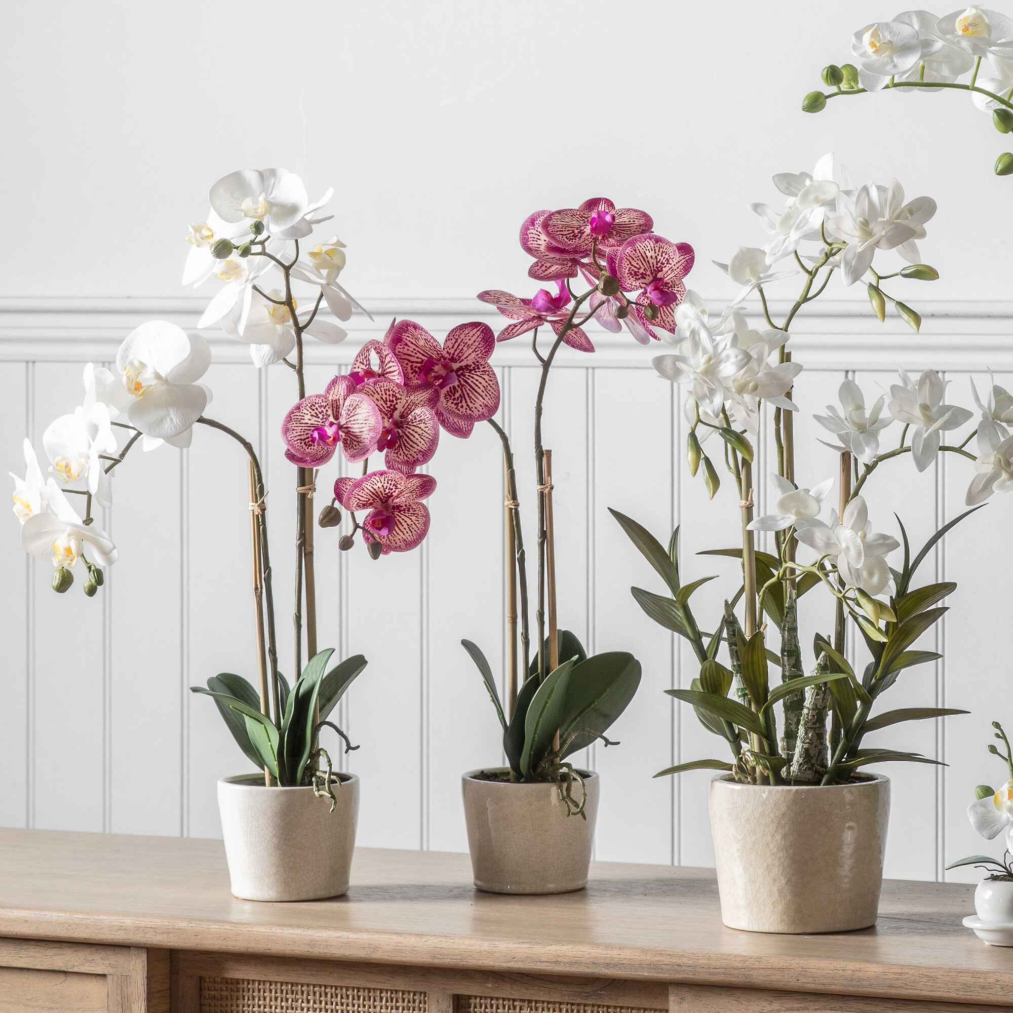 Summer House Plants You’ll Love This Year | Fishpools