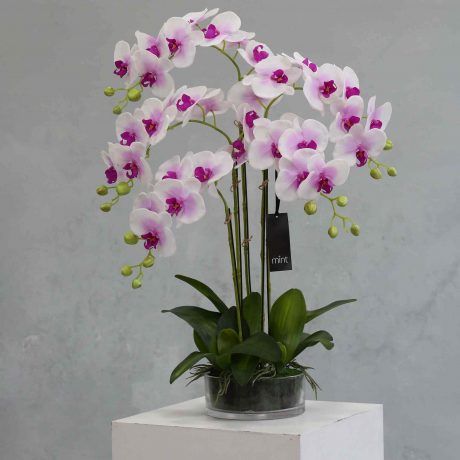 Pink orchid in clear glass pot