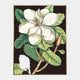 Laurel Tree - Framed Canvas Wall Art
