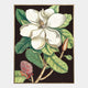 Laurel Tree - Framed Canvas Wall Art