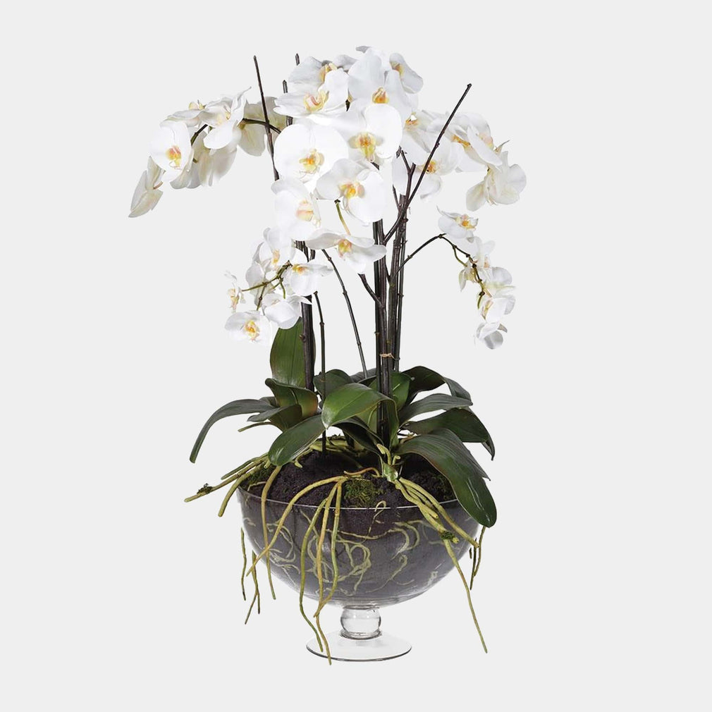 Glass Footed Bowl - Phalaenopsis Orchids- White - 90cm (WG)