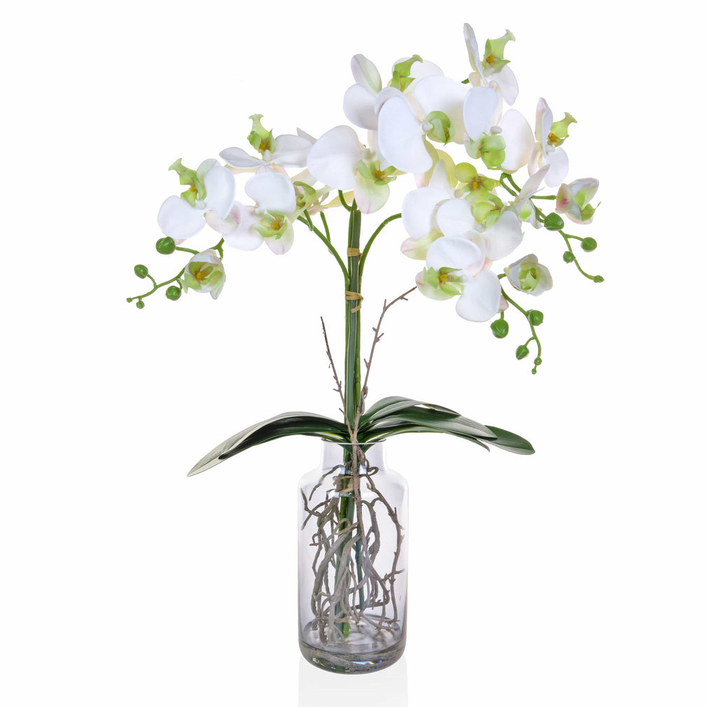 Phalaenopsis Orchid White in Glass Vase