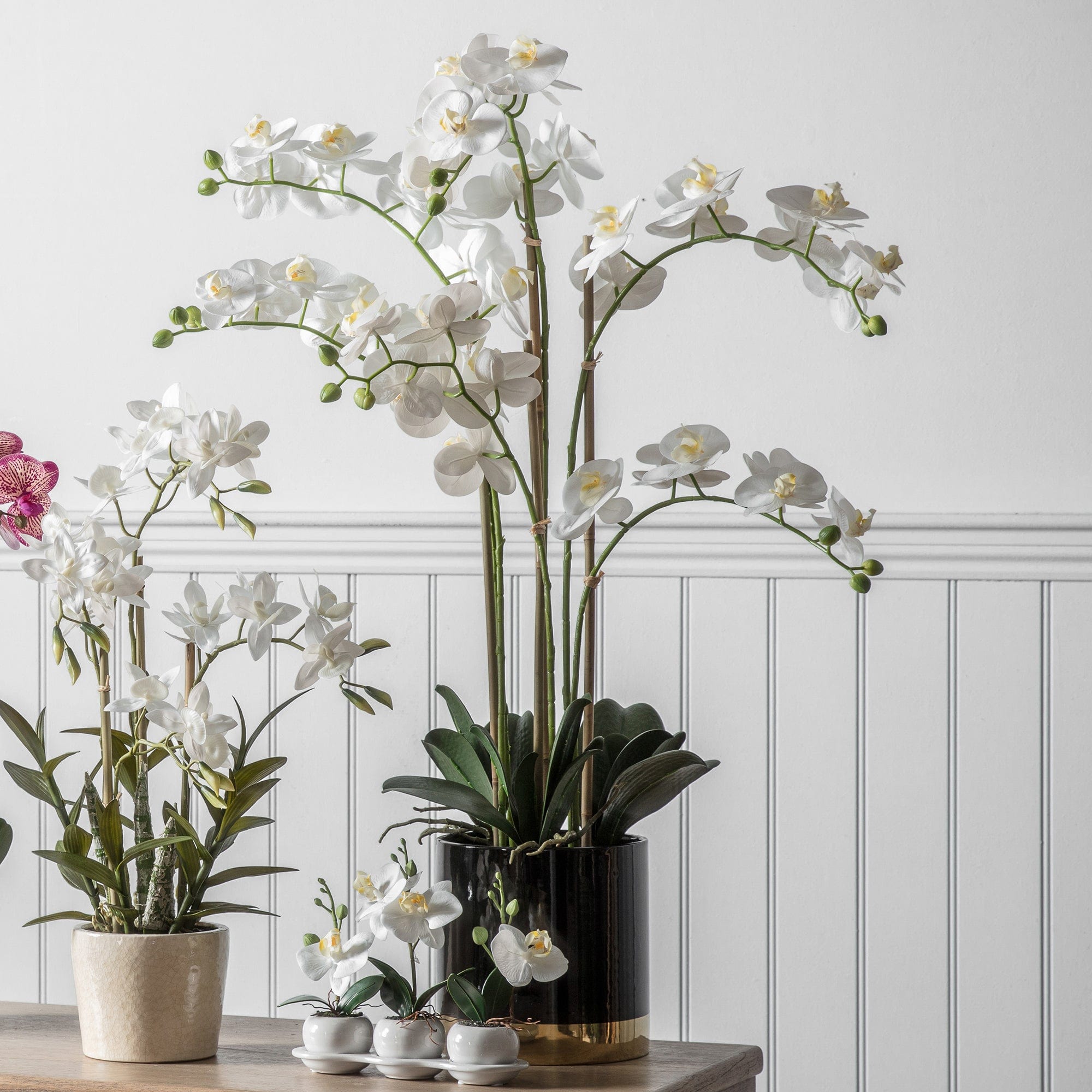 Orchid White with Black Gold Pot