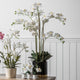 Orchid White with Black Gold Pot