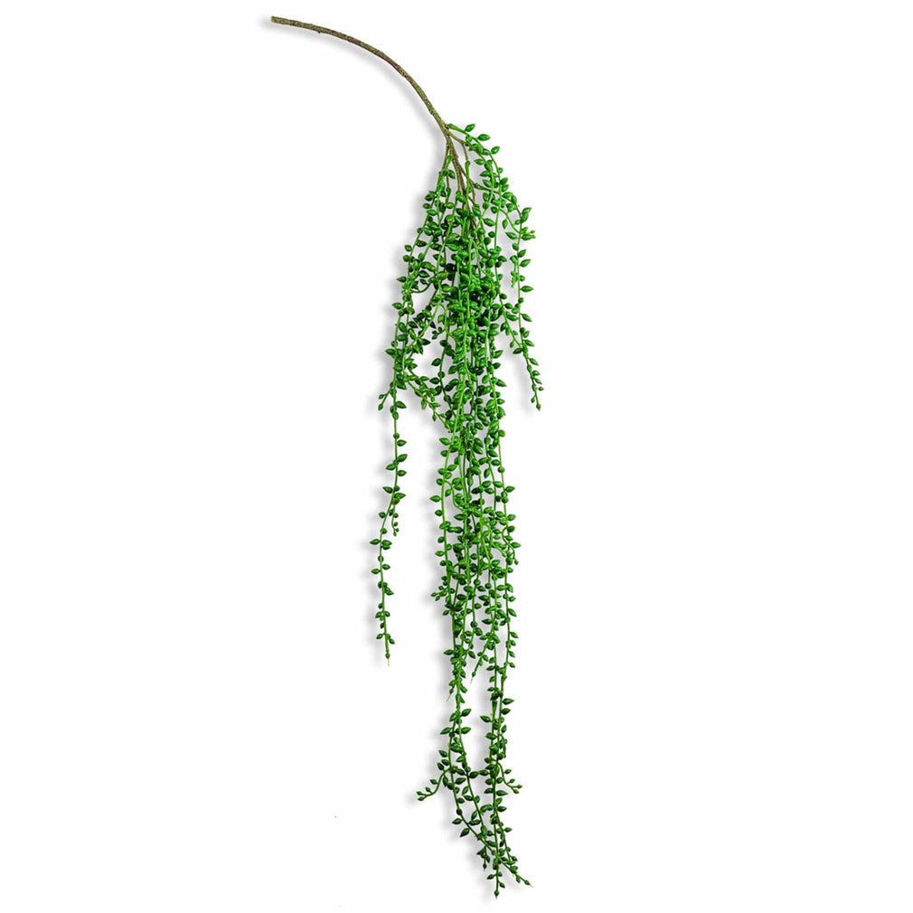Hanging String Of Senecio