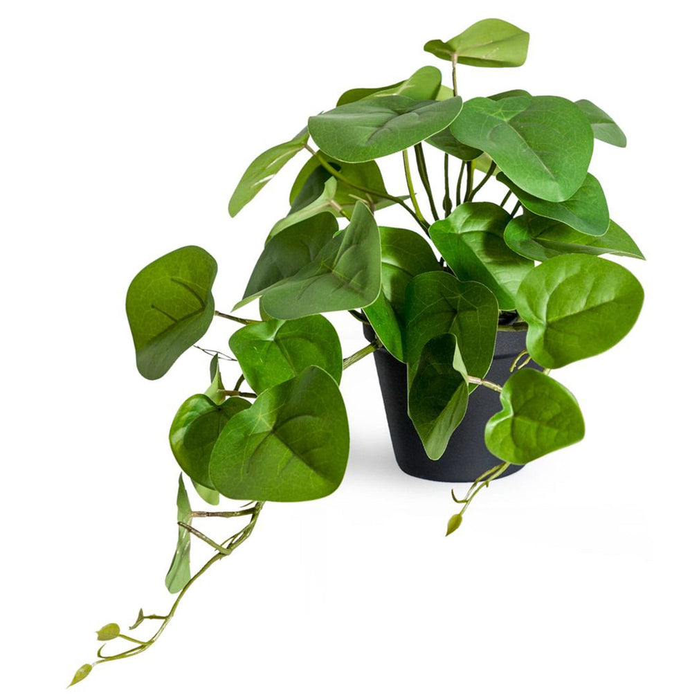Pilea/Money Plant in Black Pot