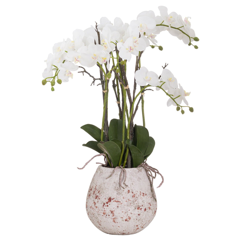 Orchid With Roots in a Stone Pot