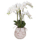 Orchid With Roots in a Stone Pot