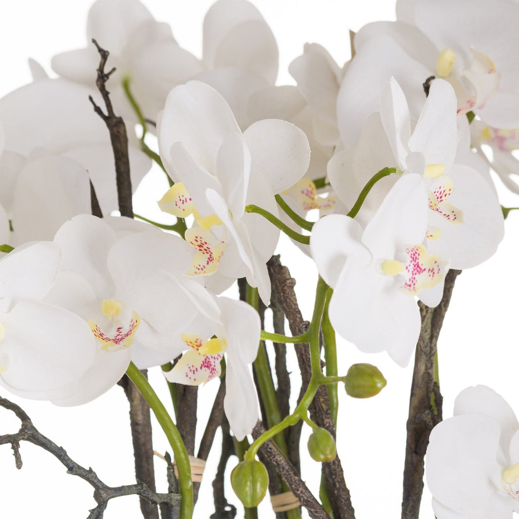 Orchid With Roots in a Stone Pot
