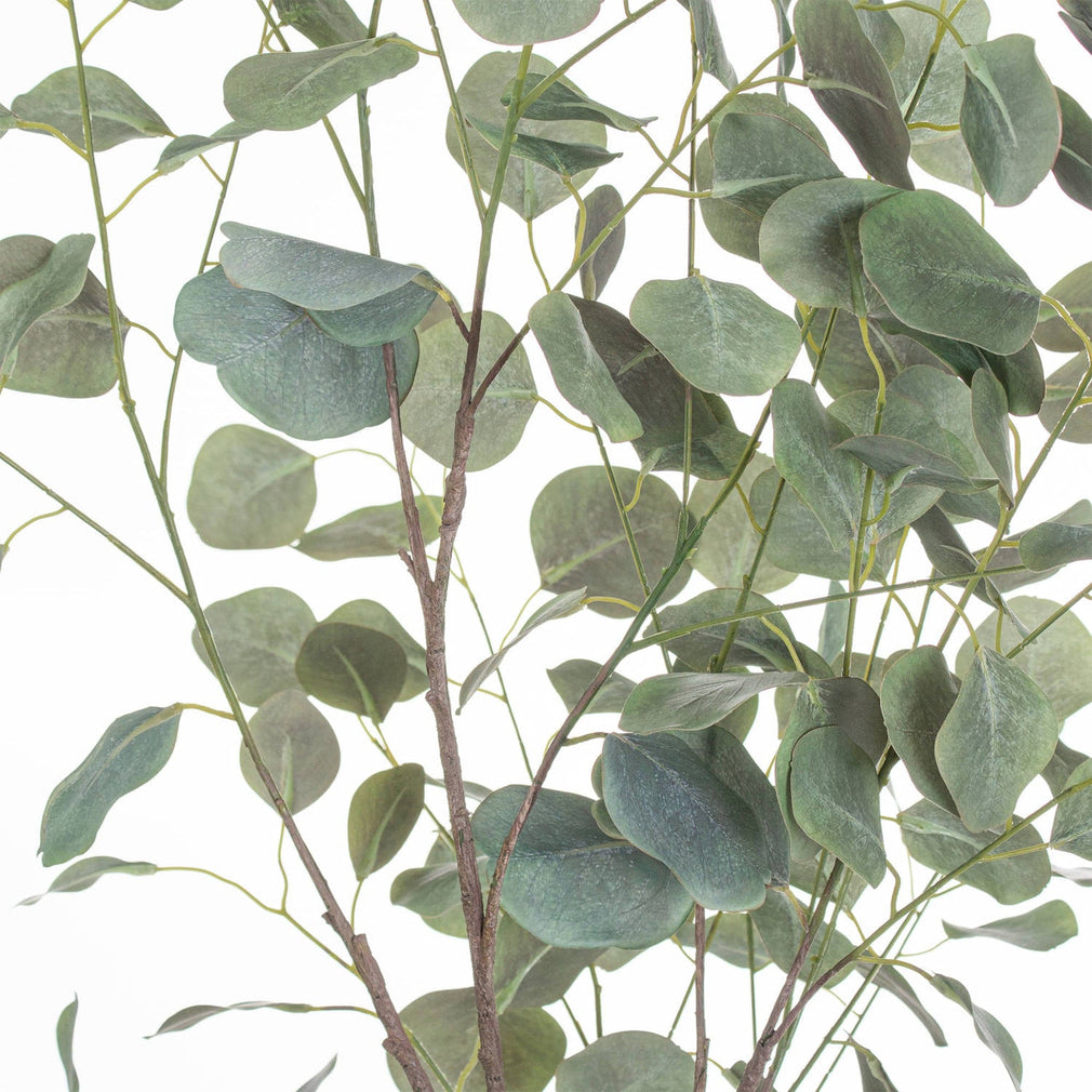 Eucalyptus Tree In Metallic Pot