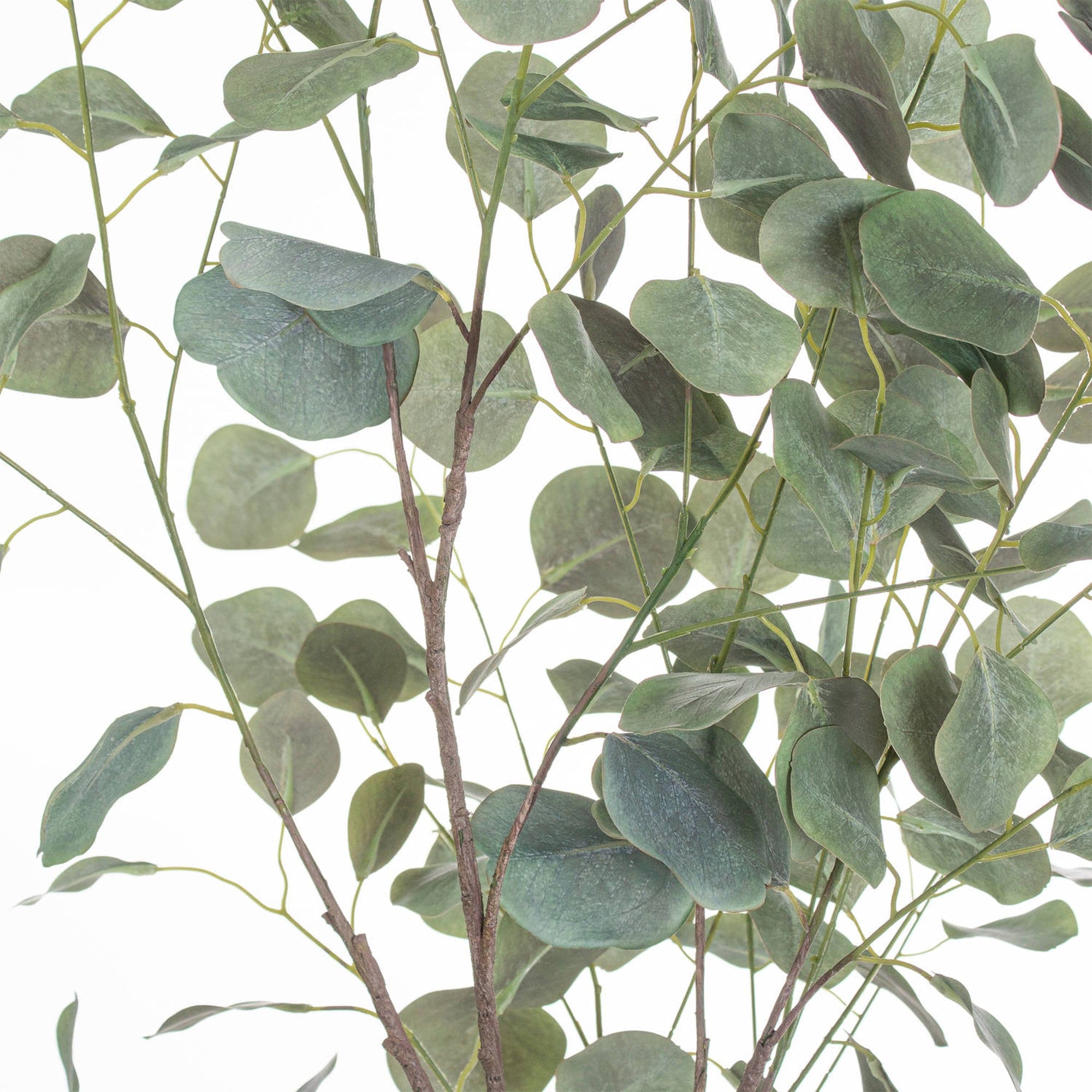 Eucalyptus Tree In Metallic Pot