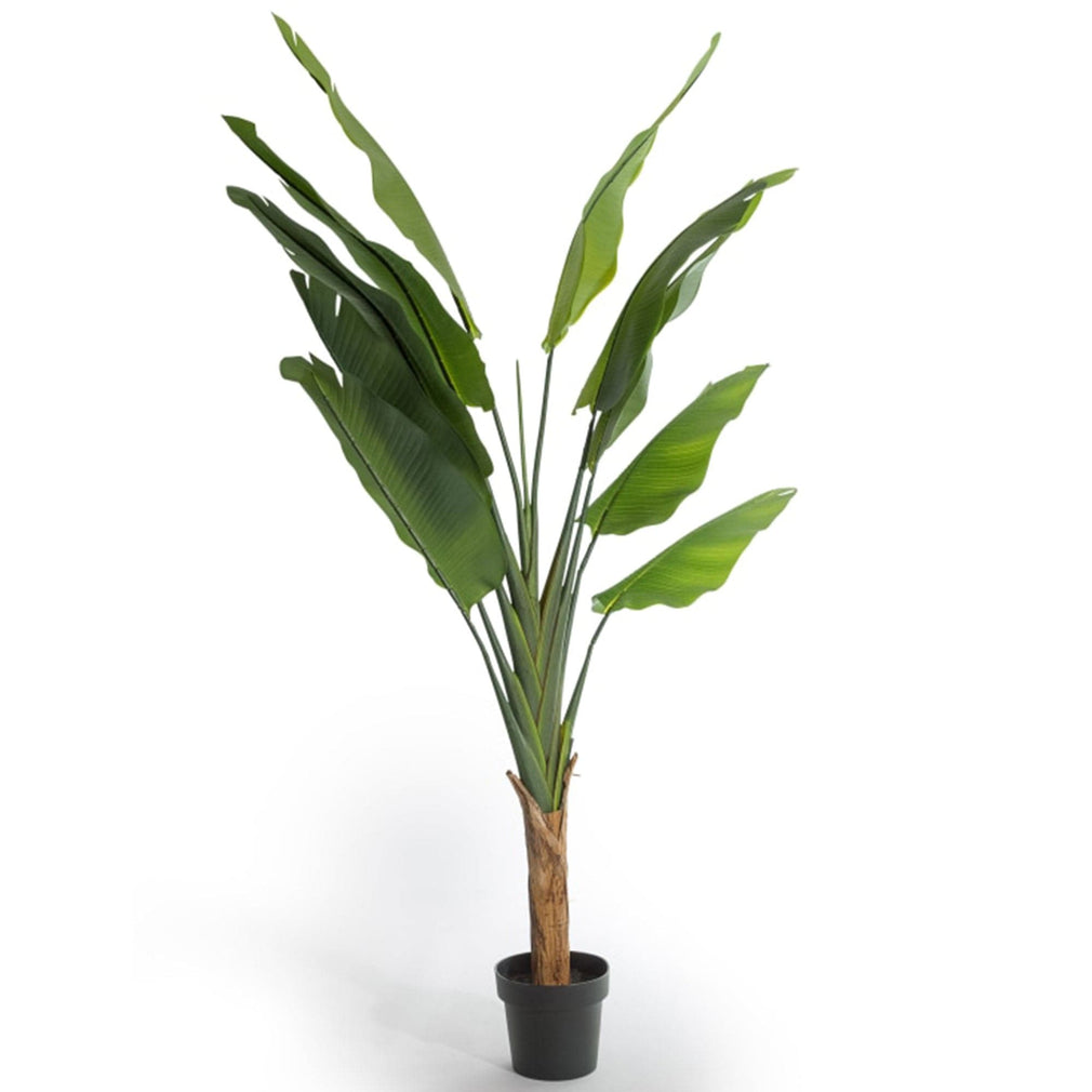 Strella - Extra Large Strelitzia Tree