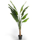 Strella - Extra Large Strelitzia Tree