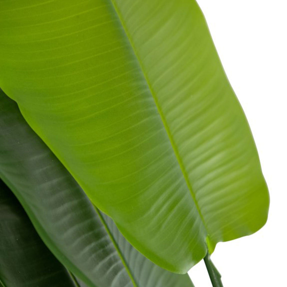 Strella - Extra Large Strelitzia Tree