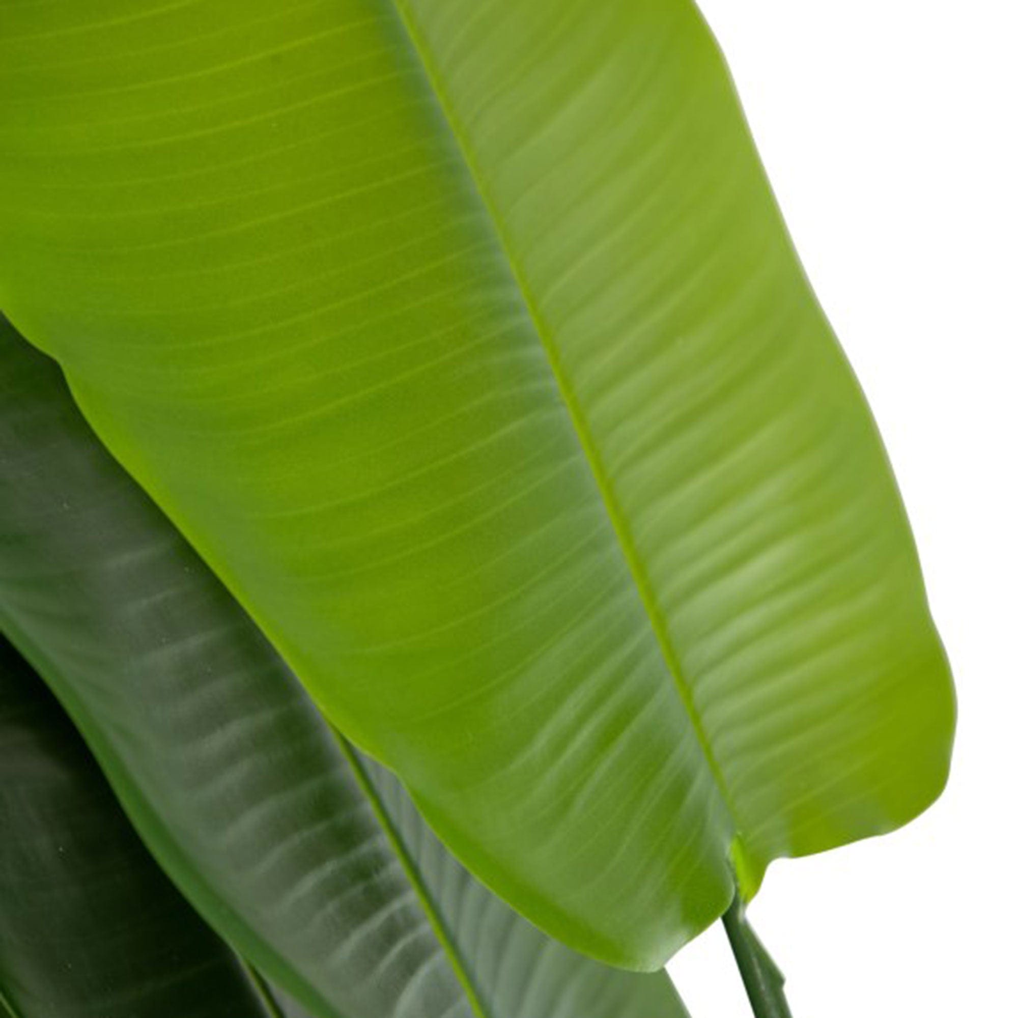 Strella - Extra Large Strelitzia Tree