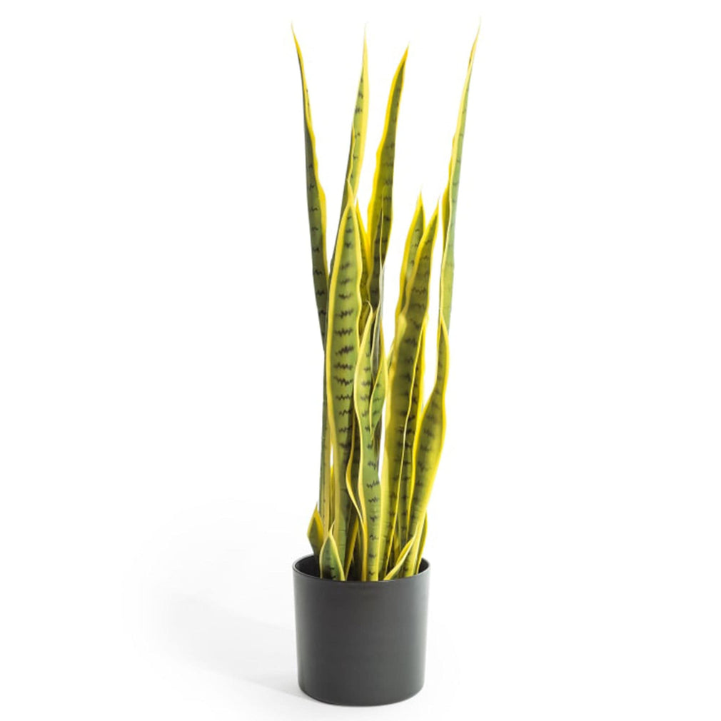 San Pablo - Large Snake Plant