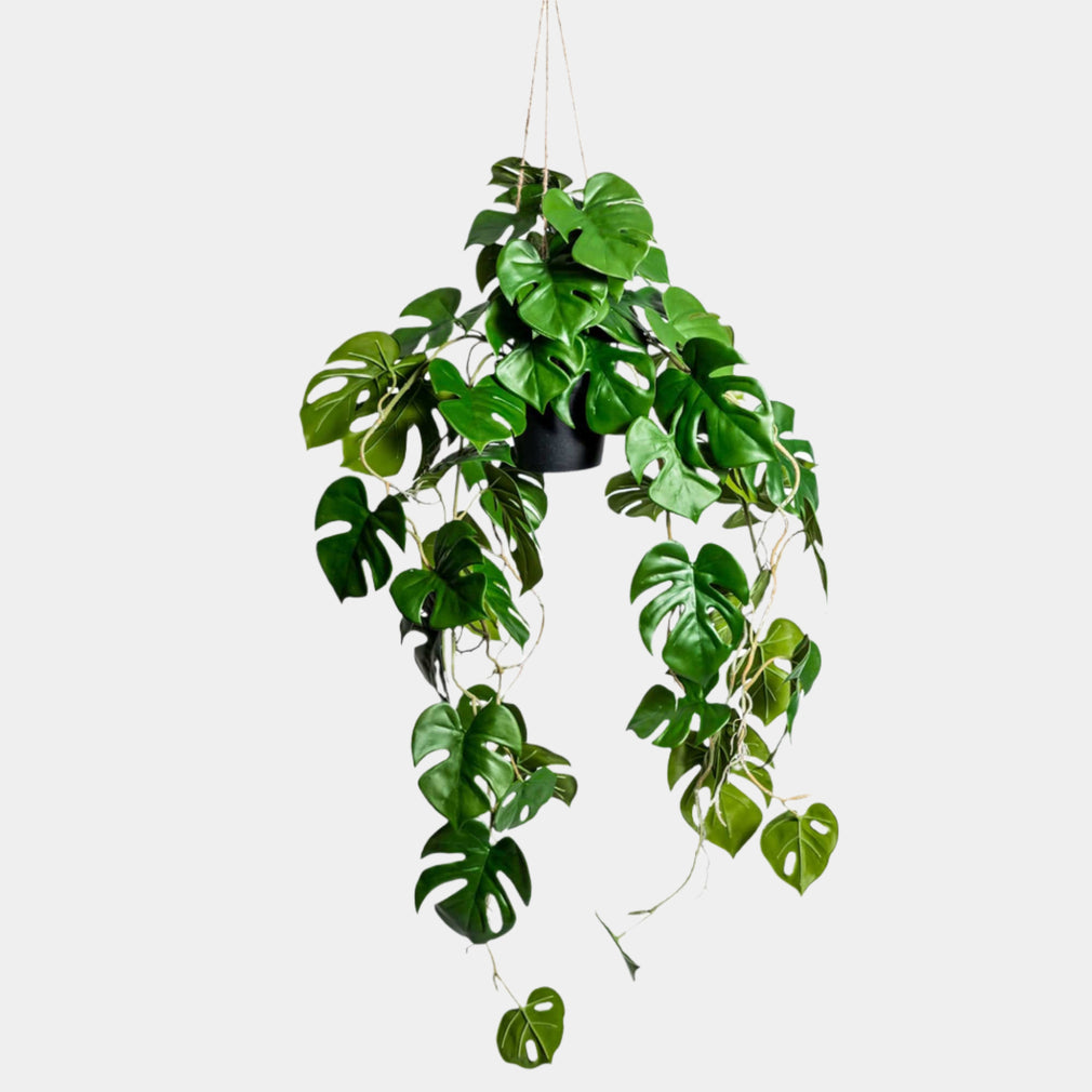 Meru - Hanging Monstera Vine in Pot