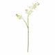 Purus - White Orchid Stem