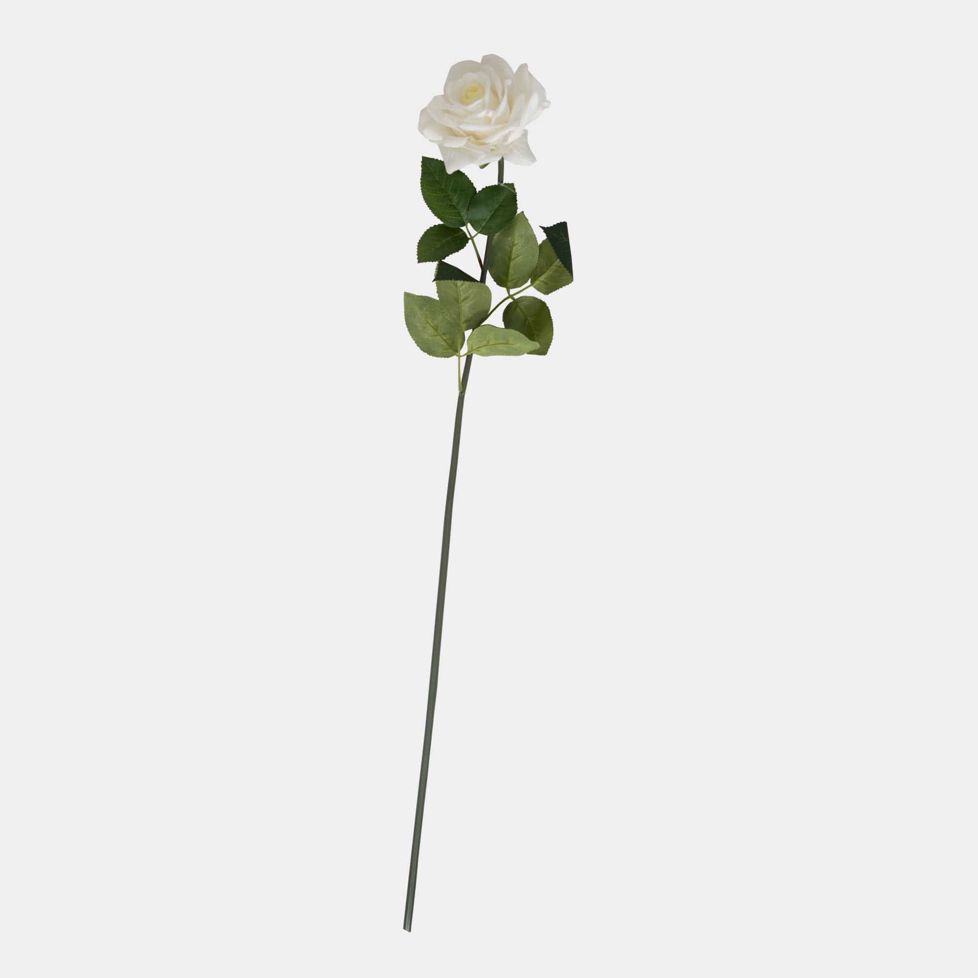 Large White Garden Rose Stem (BO)