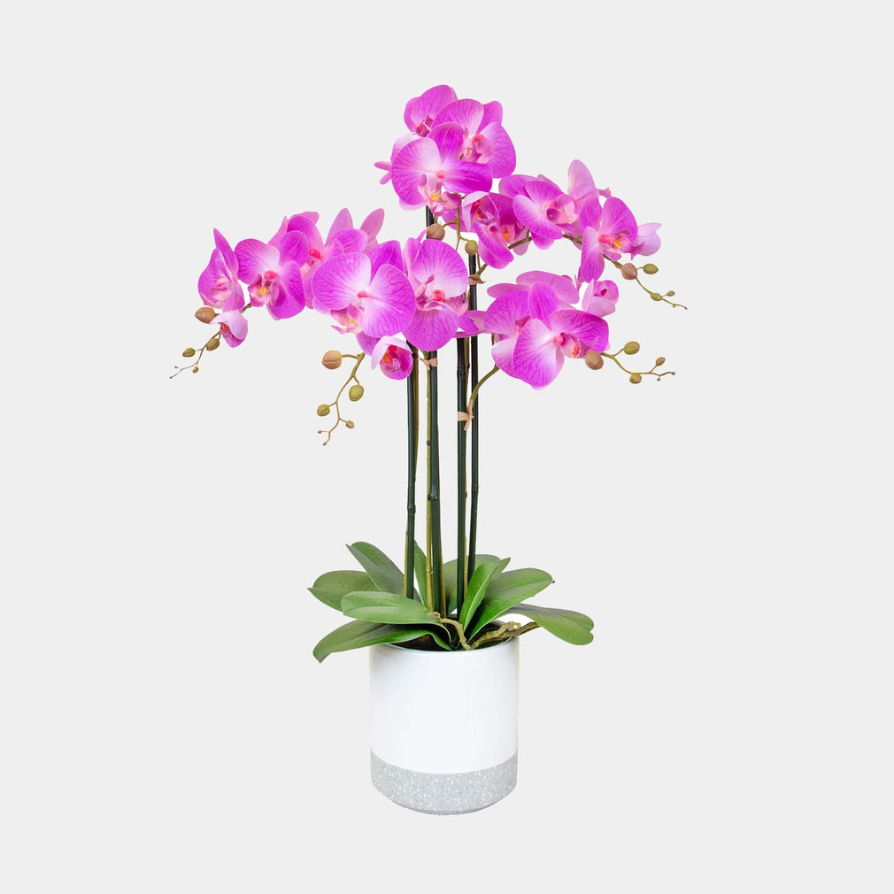Phalaenopsis Pink Orchid - Arrangement In Ceramic Pot