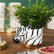 Looking Wild - Zebra Planter