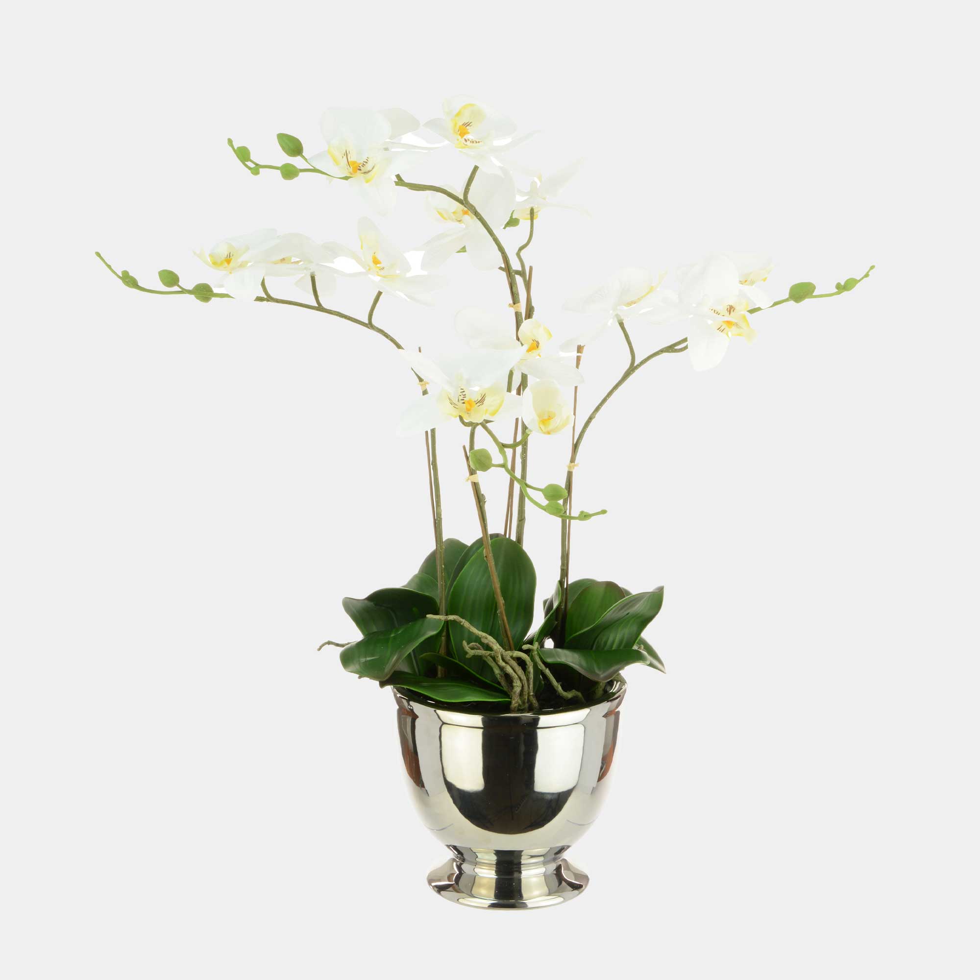 Phalaenopsis - Arrangement, Silver Pot
