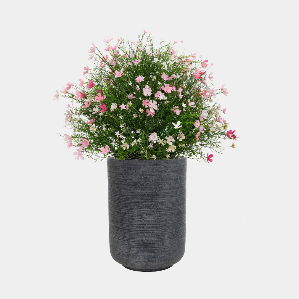 Baby's Breath Mix - With Grey Pot