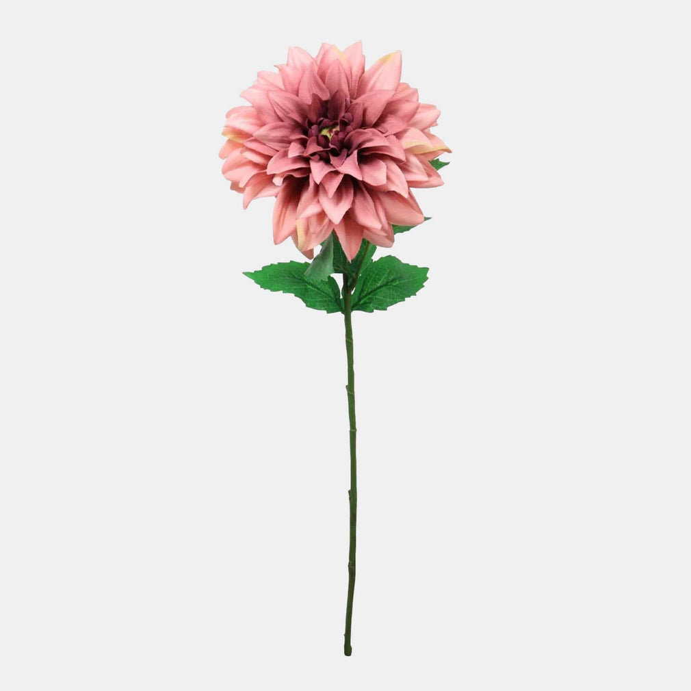 Monarch Dahlia - Rouge Stem