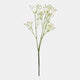 Open Gypsophilia - Spray