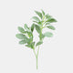 Lambs Ear - Grey Green Spray