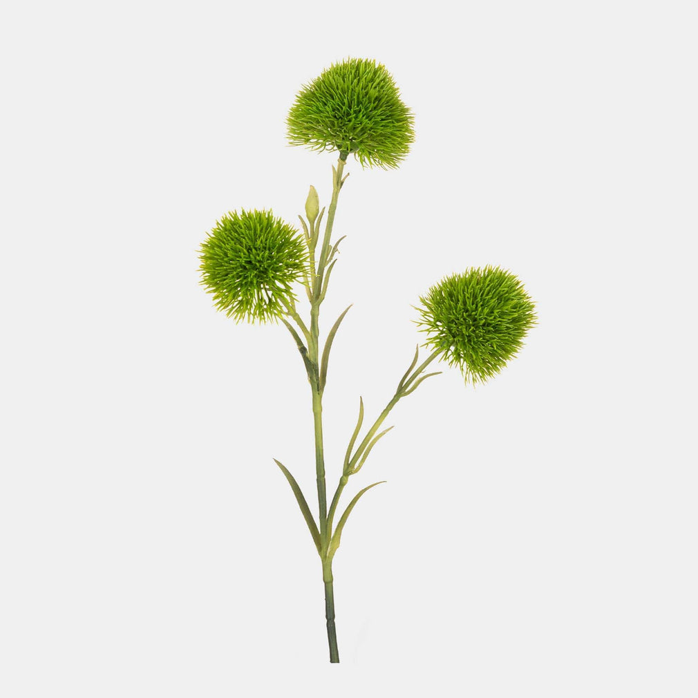 Dianthus - Green Spray