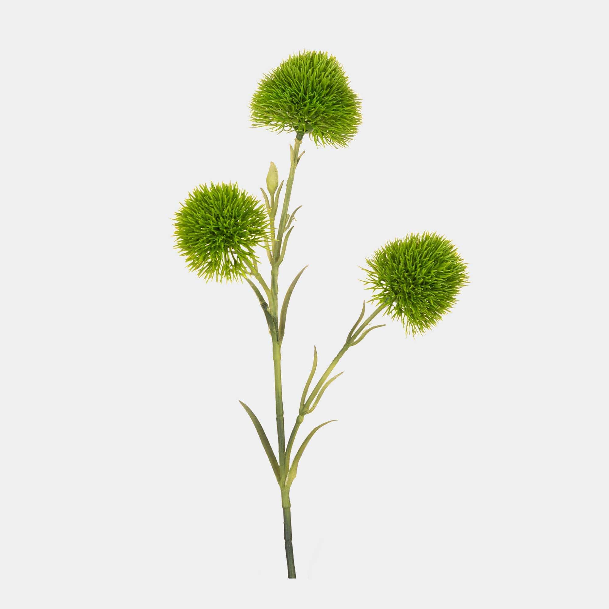 Dianthus - Green Spray