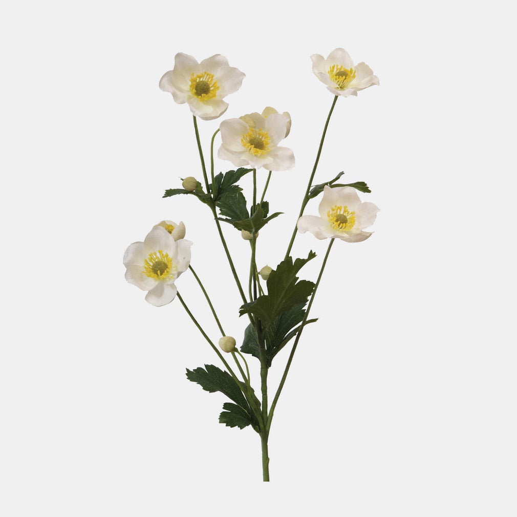 Japanese Anemone