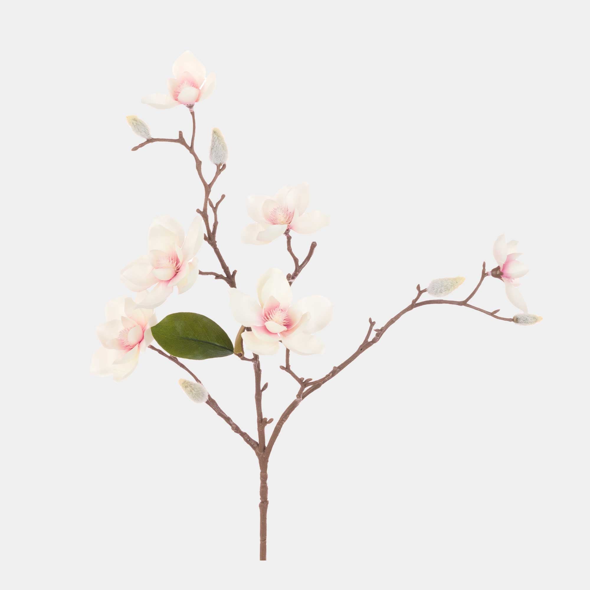Magnolia - Spray