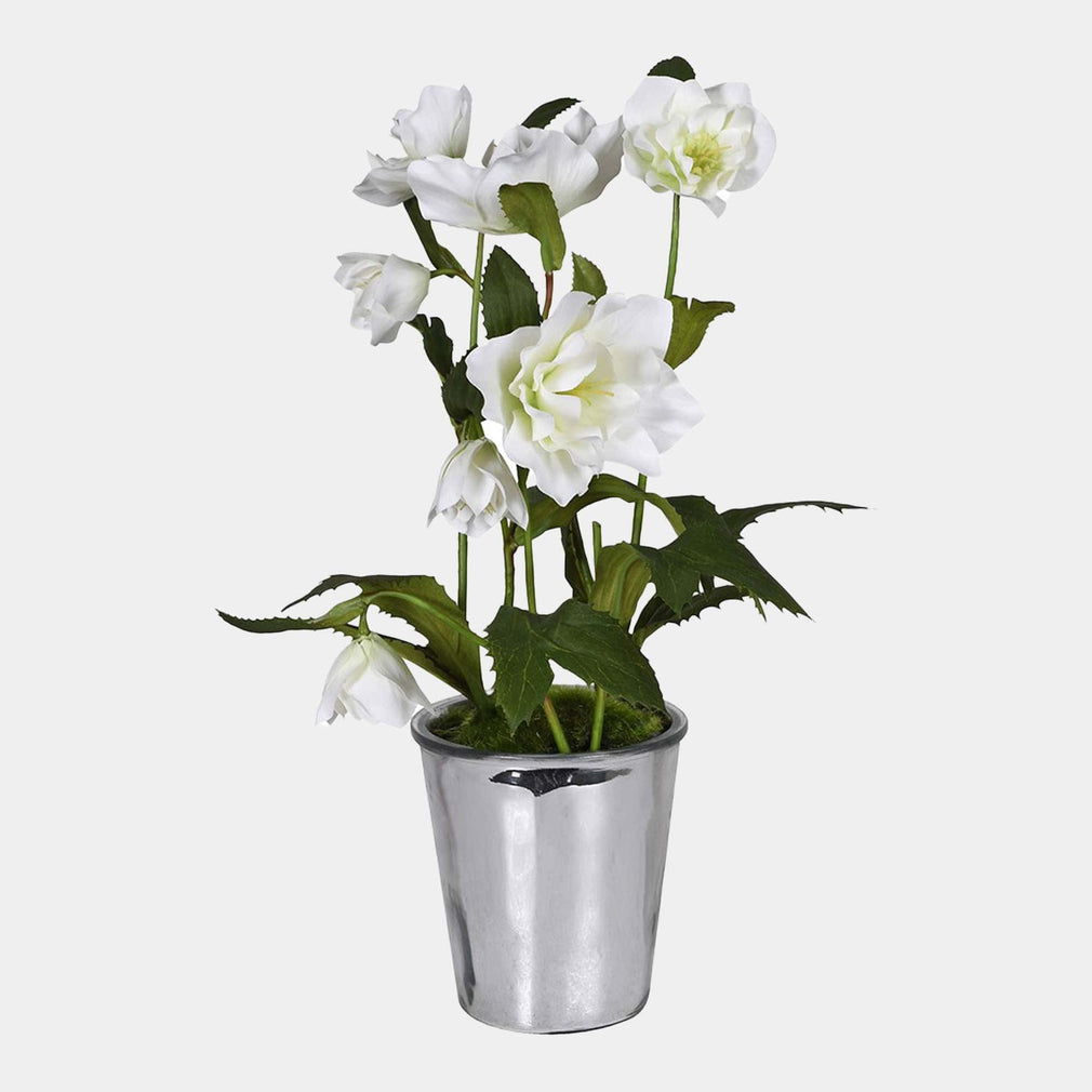Potted Plant - Hellebore