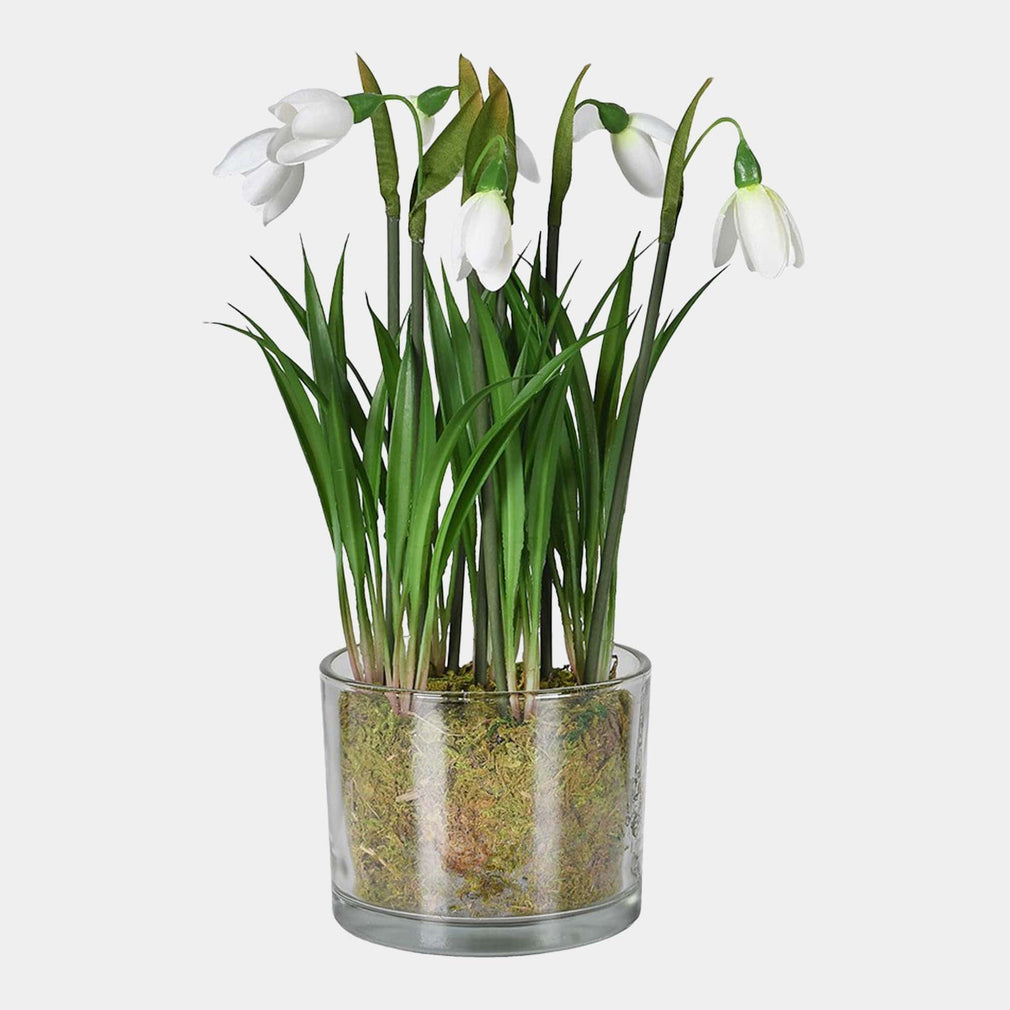 Potted Plant - Snowdrop Plant