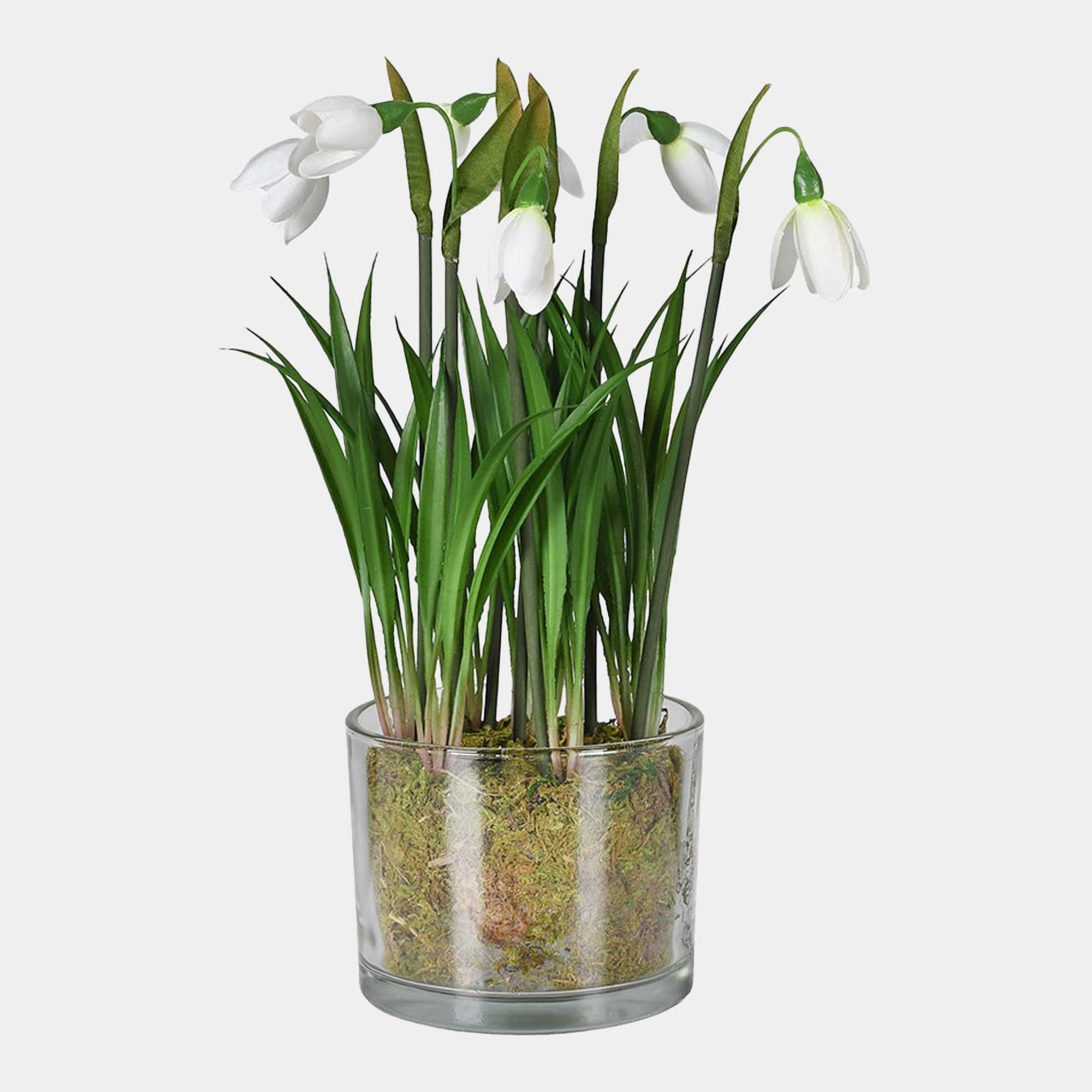 Potted Plant - Snowdrop Plant