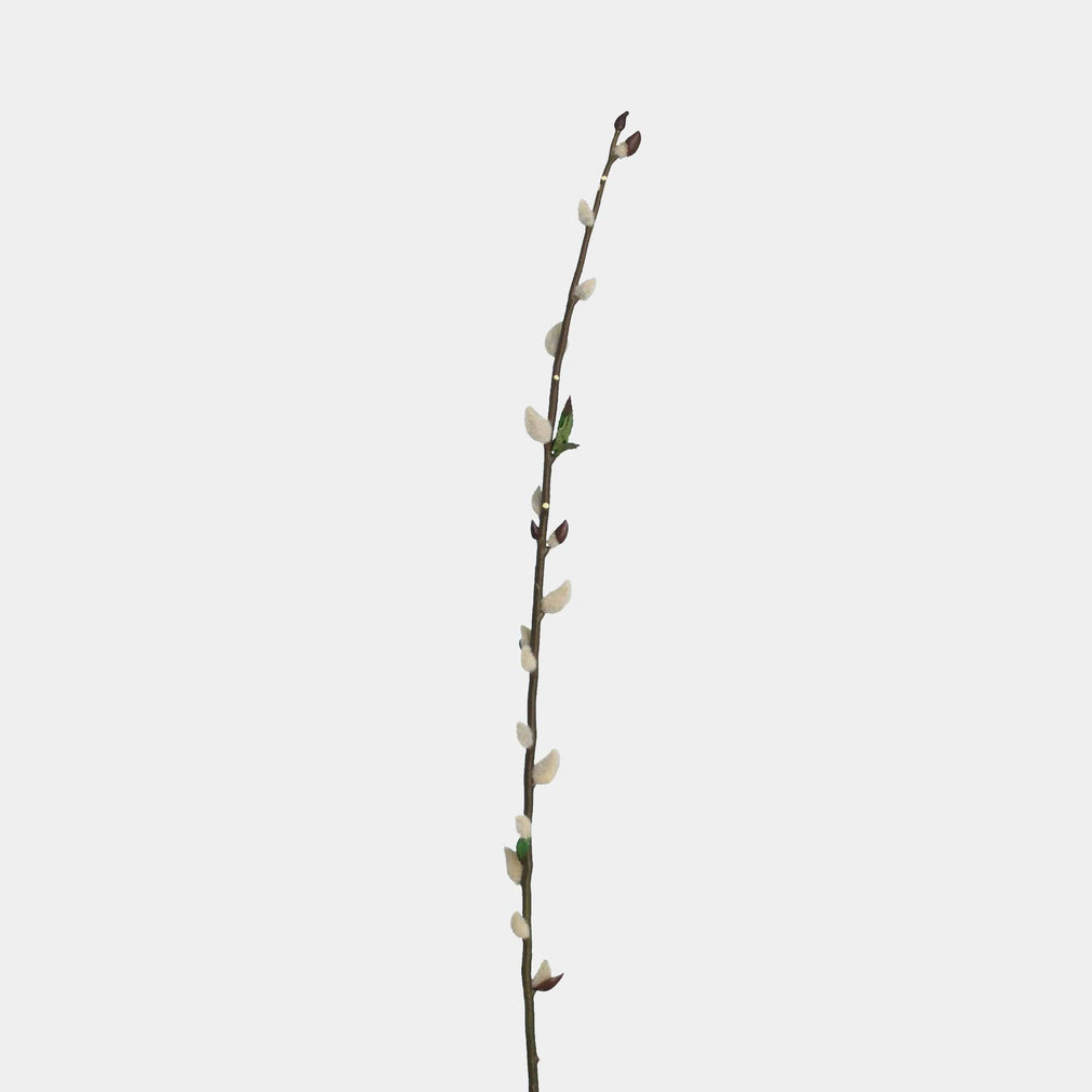 Pussy Willow - Stem