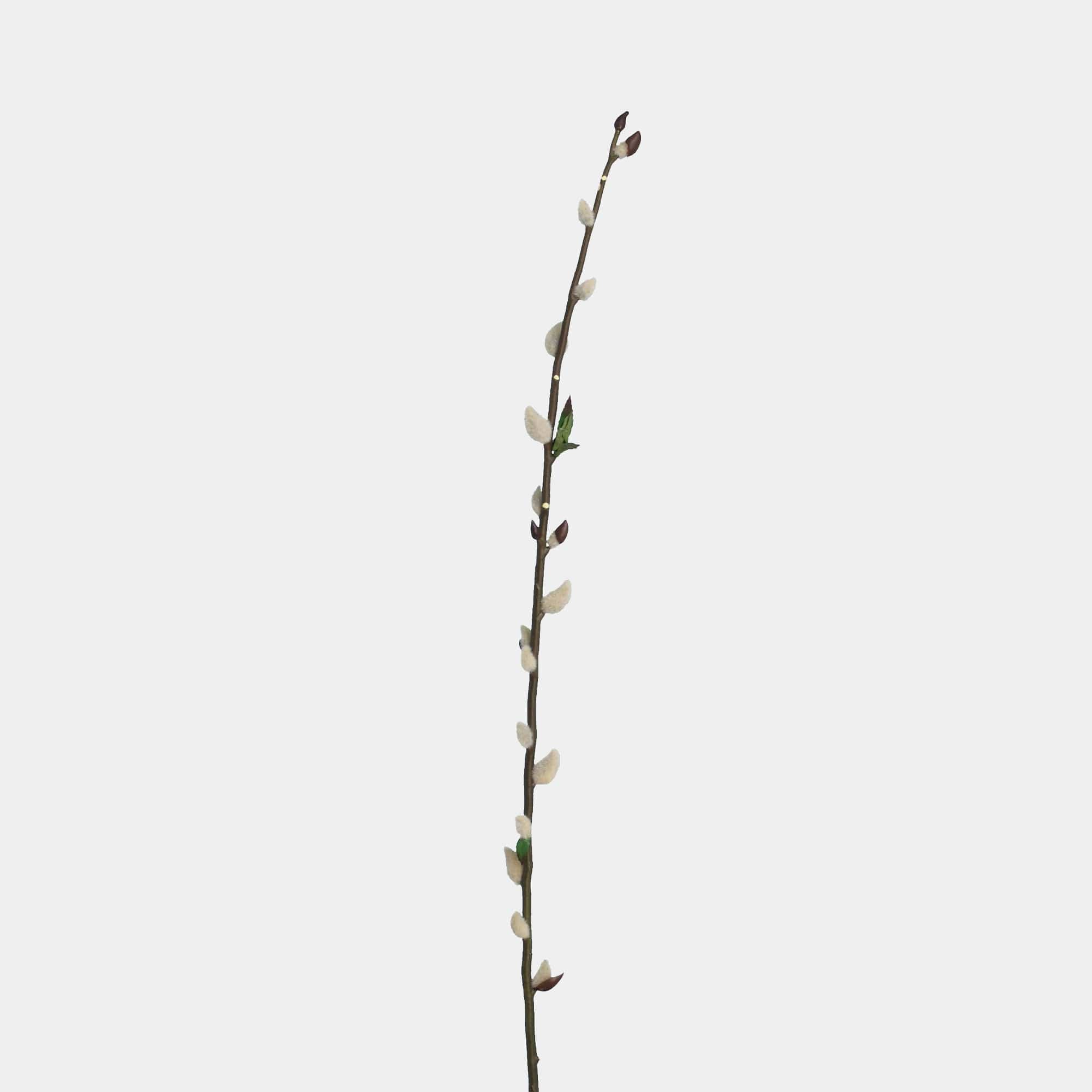 Pussy Willow - Stem