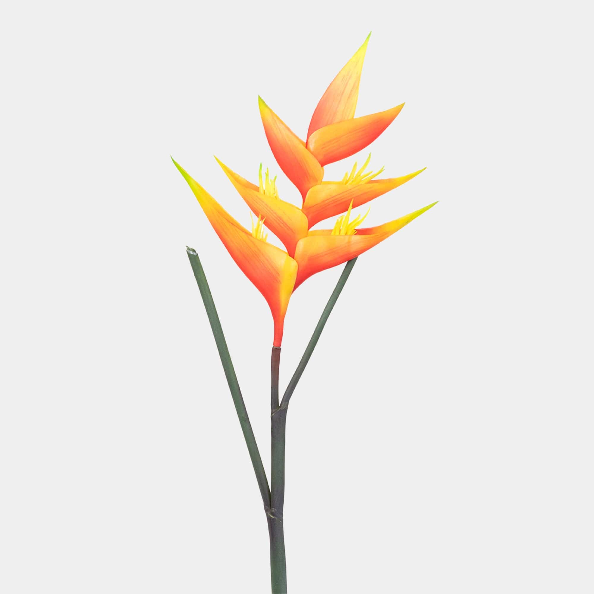 Heliconia - Stem Orange