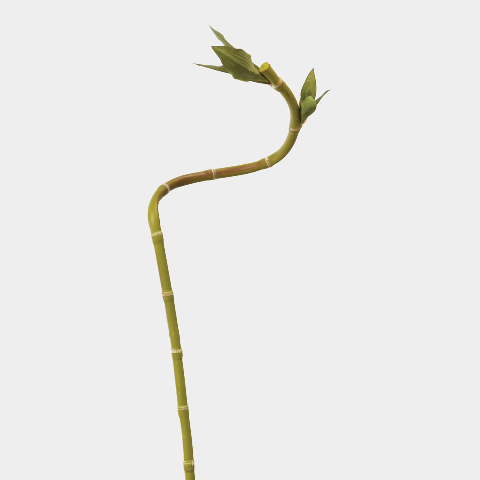 Curly Bamboo - Green