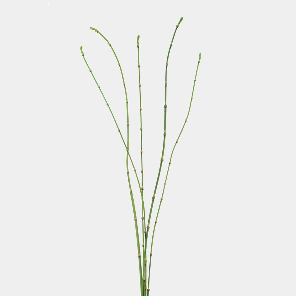 Bamboo Sticks - Set of 5