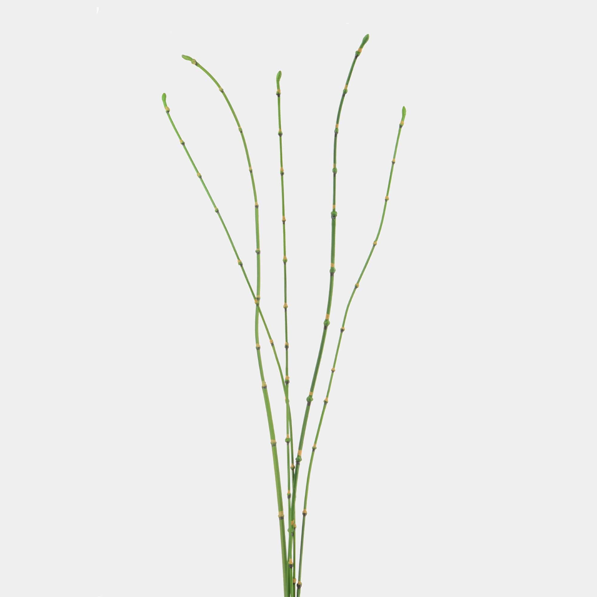 Bamboo Sticks - Set of 5