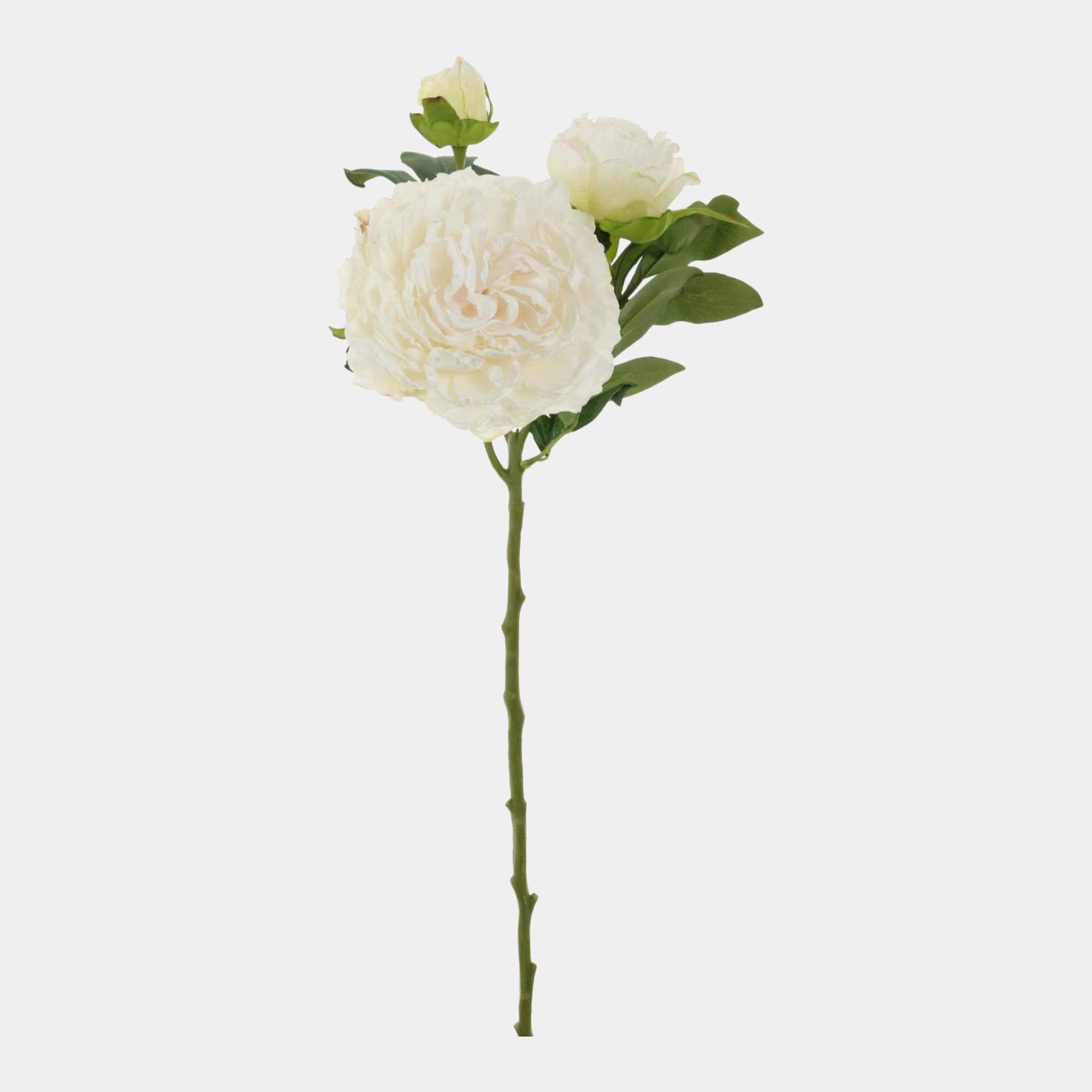 Eleanor Peony - Stem Cream